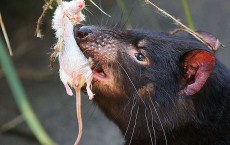 Taronga's Animals Celebrate Christmas 2013