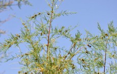 Study Highlights the Cause of Salt Cedar Damage