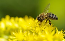 Artificial Honey Bee Brain Soon  