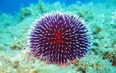 An Urchin Look By Sea Cucumbers for Ageless Face