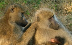 ‘Nice’ Baboons Have Better Social Status and Thrive