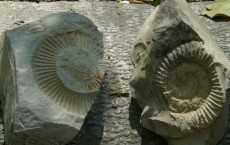 Ammonites Fossil on Stones