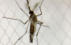 Aedes aegypti mosquito