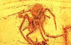 100 Million Year Old Spider Attack Trapped in Amber