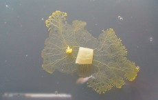 Brainless Slime Moulds Have Memory: Study