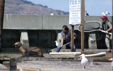 Sea Lion Rescued at San Francisco Pier