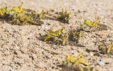 A Swarm Of Locusts Arrives In Israel