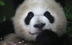 Giant Pandas Attract Visitors To Sichuan Province