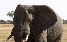 African Elephants had the Largest Number of Olfactory Genes