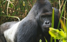 Eastern Lowland Gorilla