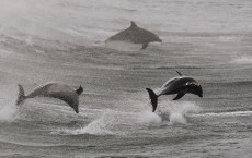 Dolphins Slaughtered by Thousands off Coast of Peru For Shark Bait