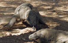 Seven Komodo Dragons hatched in Indonesia Zoo               