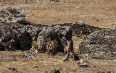 Ethiopian wolf