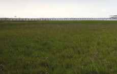 Salt Marshes