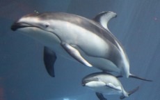 Eternally Vigilant Dolphins Sleep With One Half of Brain