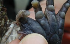 Rare Frog in Japan has Spiked Thumb for Fighting, and Mating Too