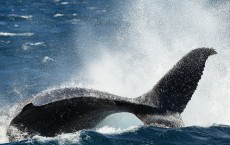 Whale Watching Season Underway In Sydney