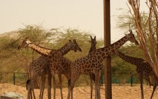 Al Ain Zoo Giraffe.JPG