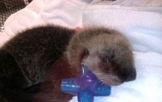 Stranded Sea Otter Pup Taken Care at Alaska SeaLife Center