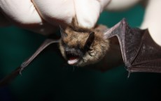 Eastern small-footed bat