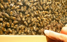 Bees by the billion