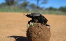 Dung Beetles Roll Their Feasts of Dung To Stay Cool