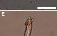 New Technique to Identify Protein in Ancient Dinosaur