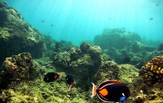 Coral Reefs In Danger