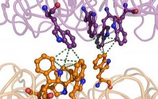 Ultraviolet Protection Molecule in Plants Yields Its Secrets