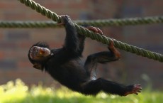 Project Chimp