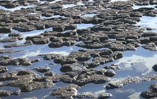 Stromatolites