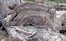 Stromatolite, Fossil Algae on the Half Shell