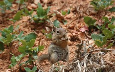 Ground Squirrel (In Explore)