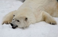 Russian Meteorologists Face Polar Bear Threat On Remote Arctic Island