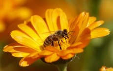 Honeybee Guts Carry Antibiotic Resistance Genes