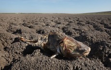 Farmers, Ranchers Struggle As Texas Endures Historic Drought 