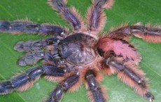 Newly Discovered Tree-Dwelling Tarantulas are Endangered