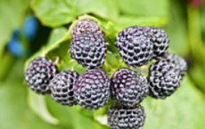 Black Raspberries Have Resistance to Plant Insect