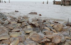 Group of Horseshoe crabs