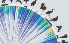 The Most Comprehensive Family Tree for Birds Revealed