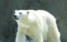 Polar bear in California