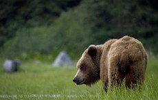 Grumpy looking large brown bear