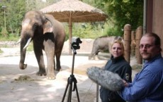 Elephant Communicates in Korean Language