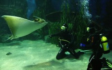 David Nalbandian watches a sting ray