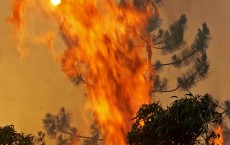 Giant Eucalyptus Fire