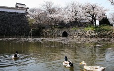 Cherry Blossoms Bloom In southwestern Japan