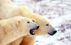 bear - polar bear profiles