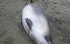 Spade-Toothed Rarest Whale Spotted for First Time in New Zealand