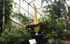 Kew Gardens Titan Arum, AKA The Big Stink, In Rare Full Bloom