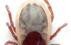 Ixodes hexagonus (aka)